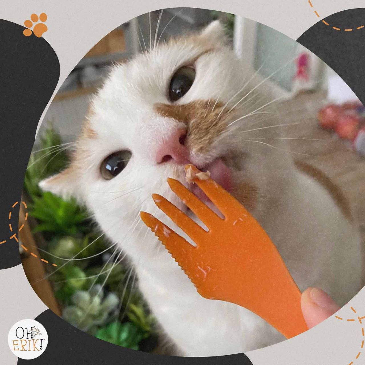 I love cats