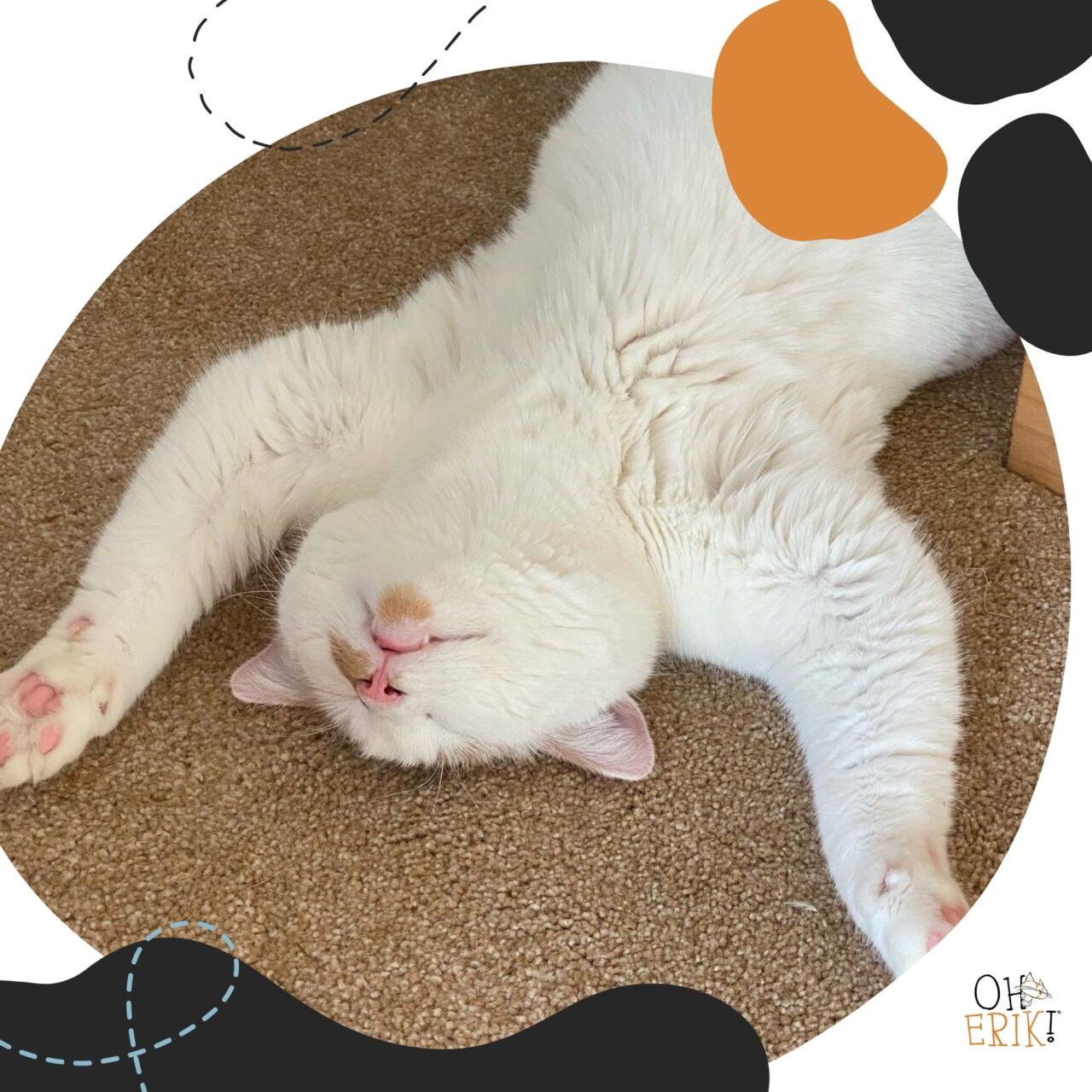 website for cat lovers