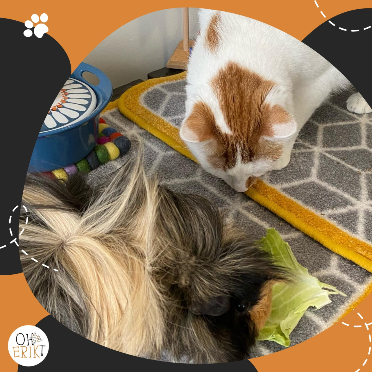 cat blog