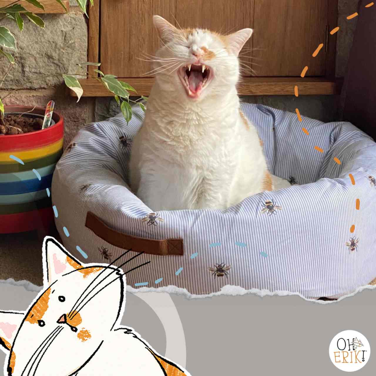 Oh Erik cat yawning