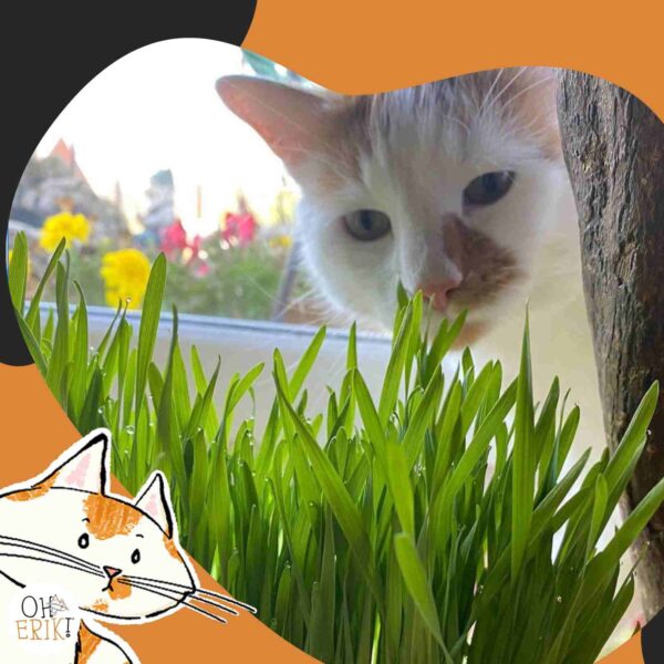 Oh Erik cat peering from behind some grass
