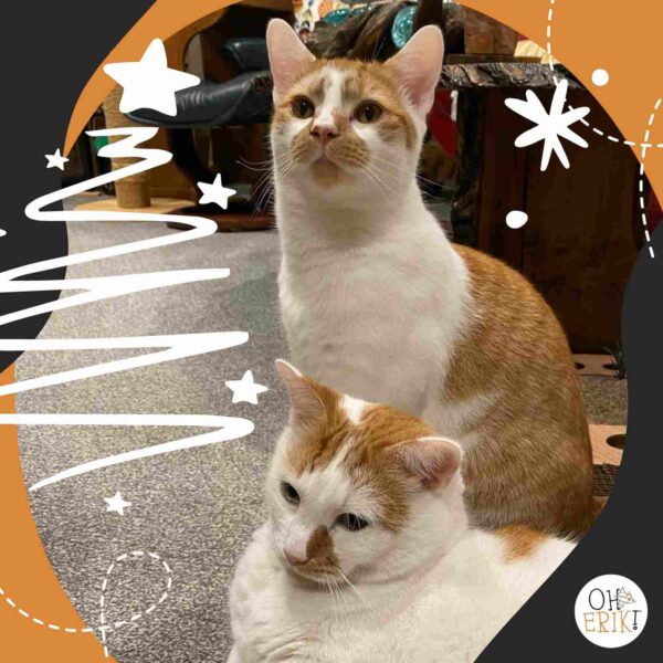 Erik and Ernie cats celebrating Christmas