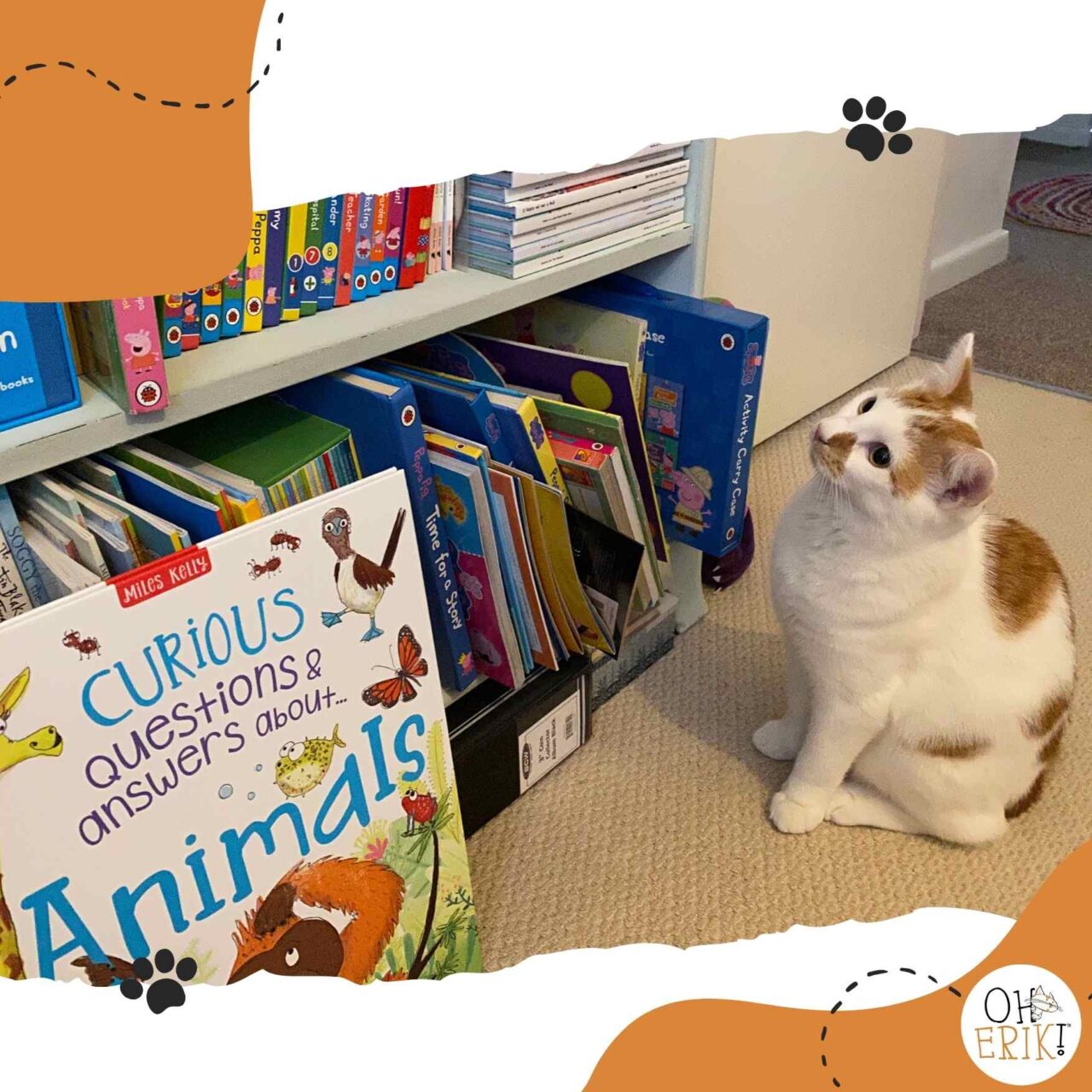 Oh Erik cat viewing books on a bookshelf