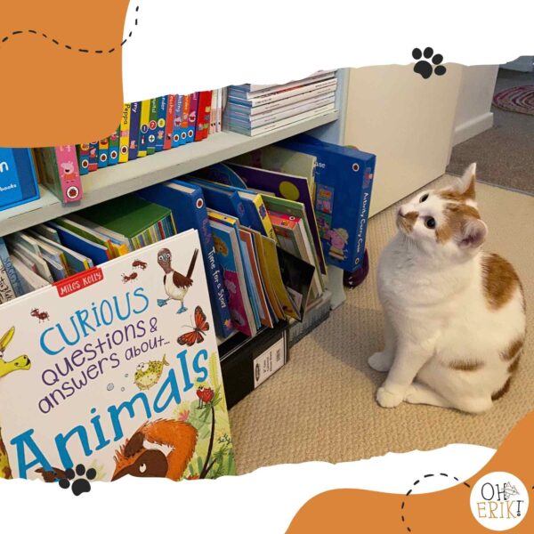 Oh Erik cat viewing books on a bookshelf
