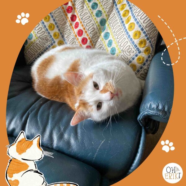 Oh Erik cat relaxing on the sofa