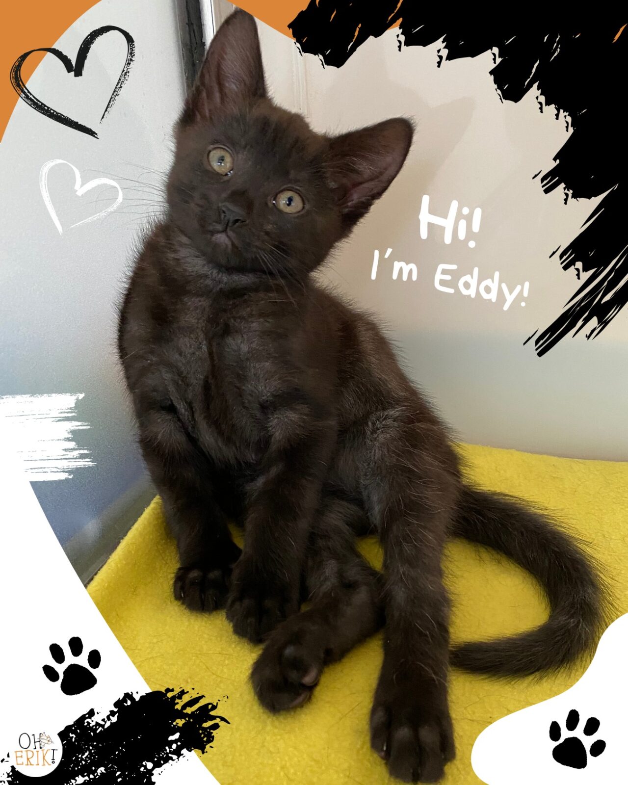 introducing a new kitten