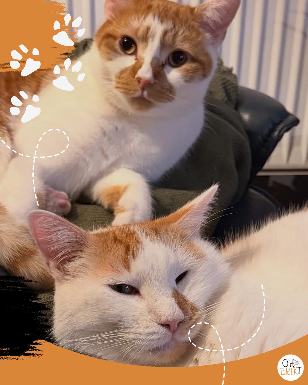 introducing a new kitten