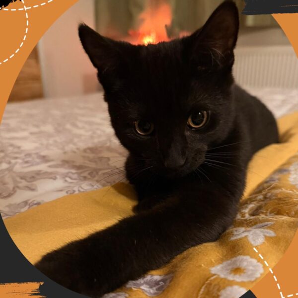 introducing a new kitten