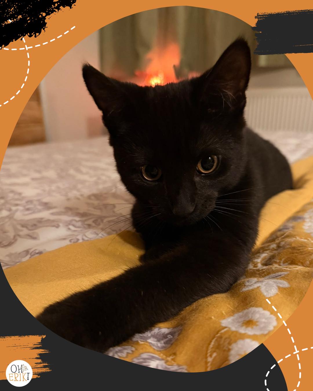 Meow There, Fabulous Hoomans… We Have Added a New Team Member