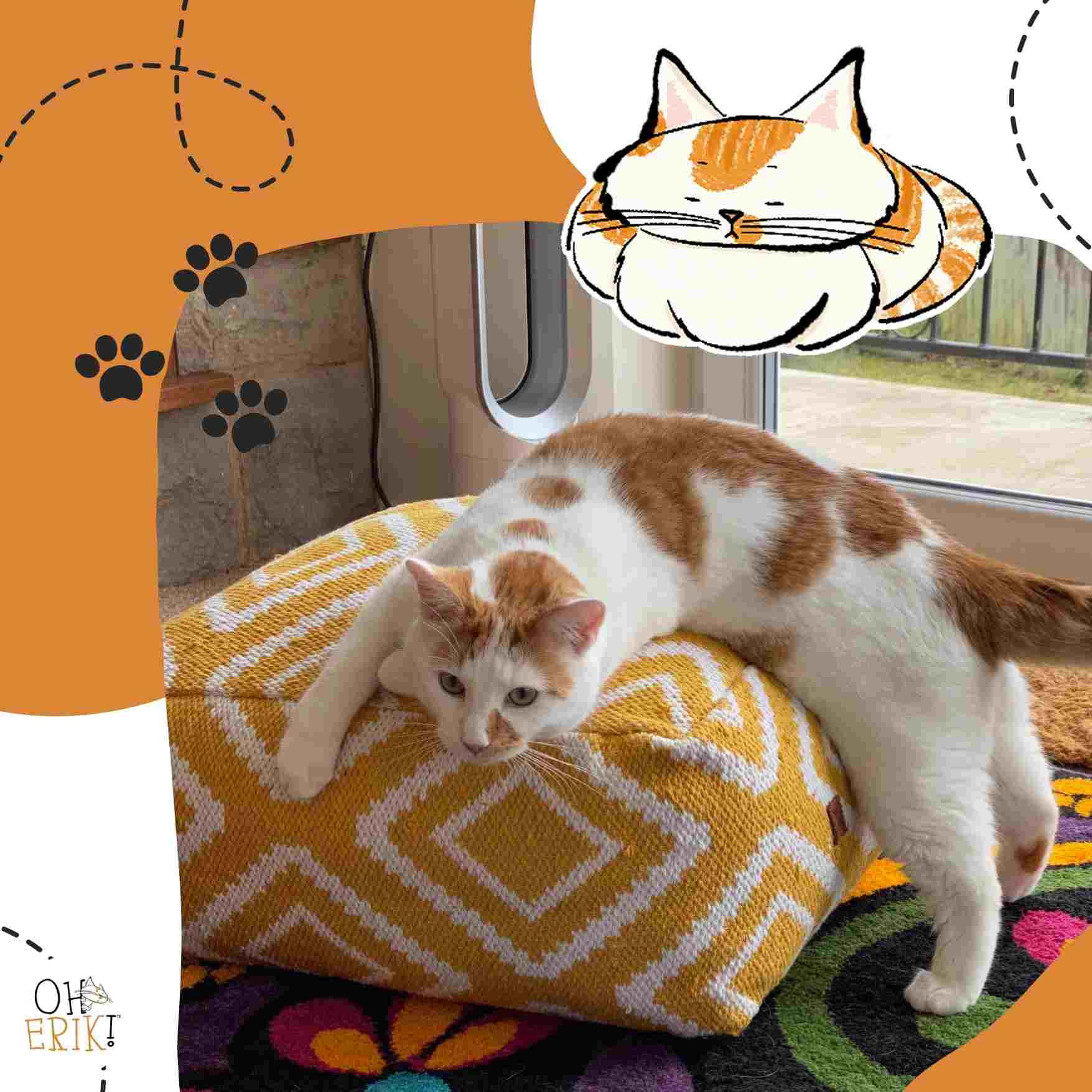 Letters from Erik: Musings of a Modern Cat