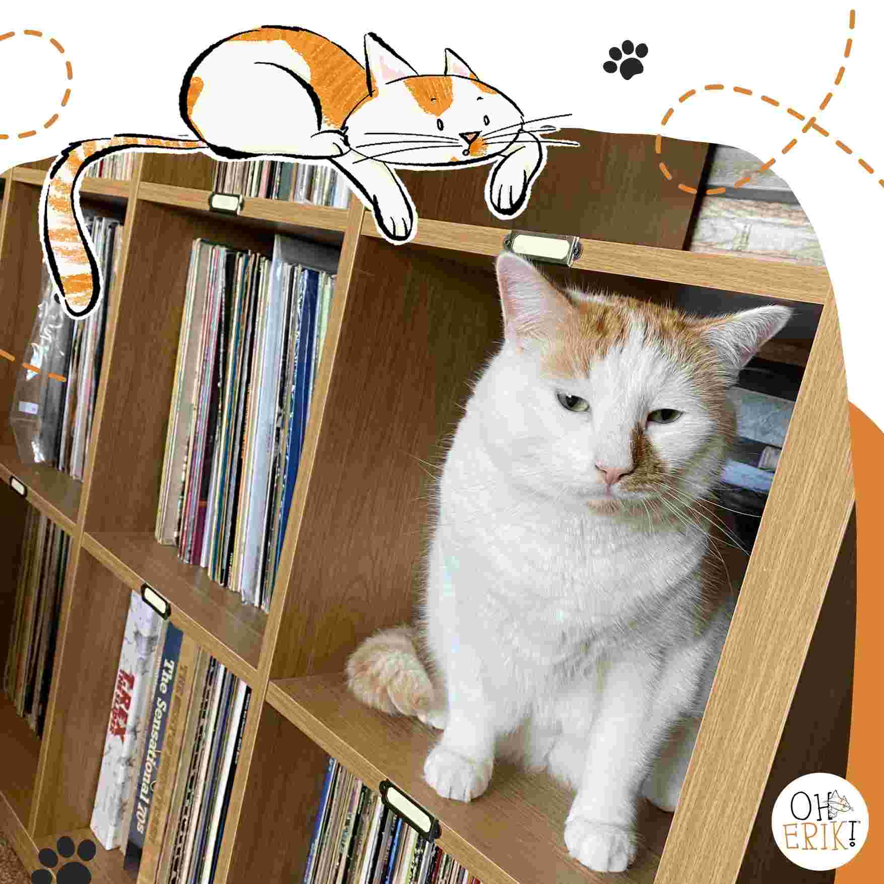 The Soundtrack of a Cat’s Life: Music That Makes Me Purr