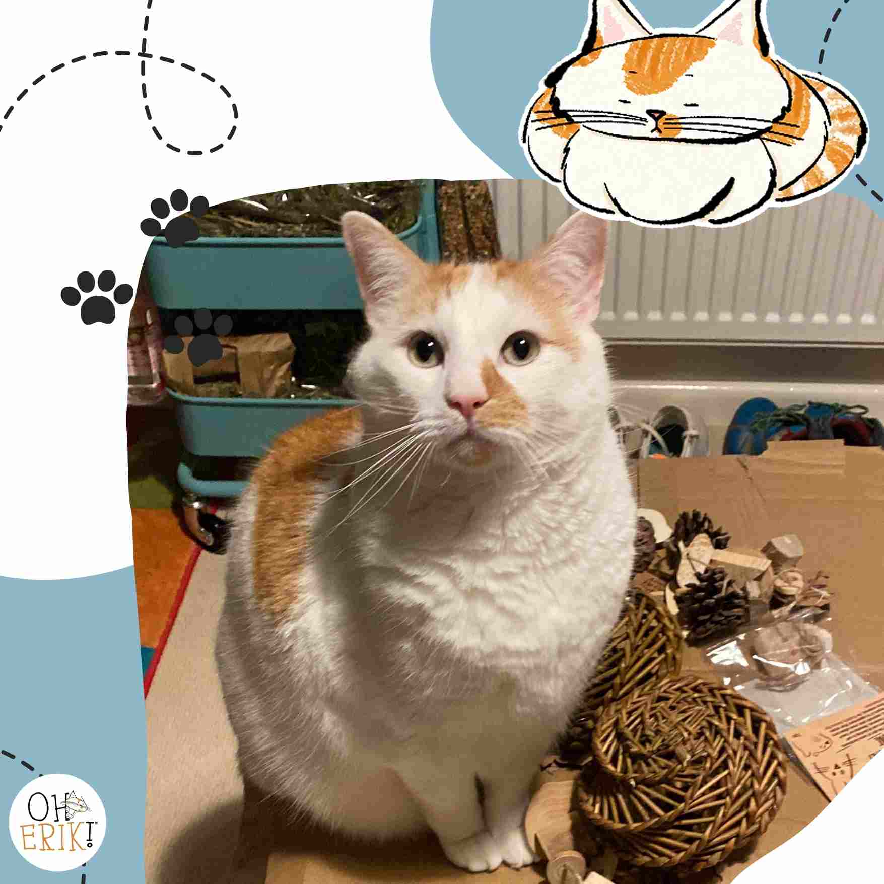 From Snout to Tail: Comprehensive Pet Care Tips