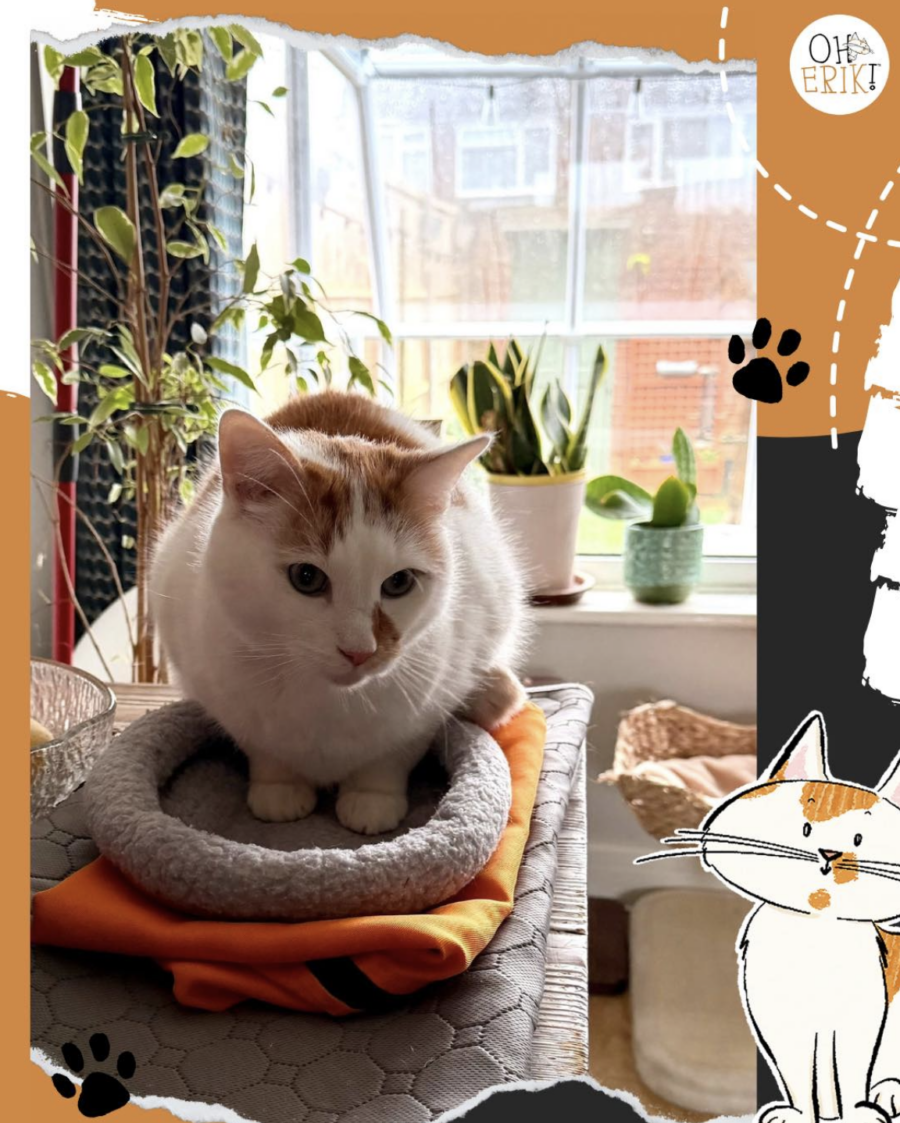 Windowsill Weather Reports: Live from the Fluff Desk