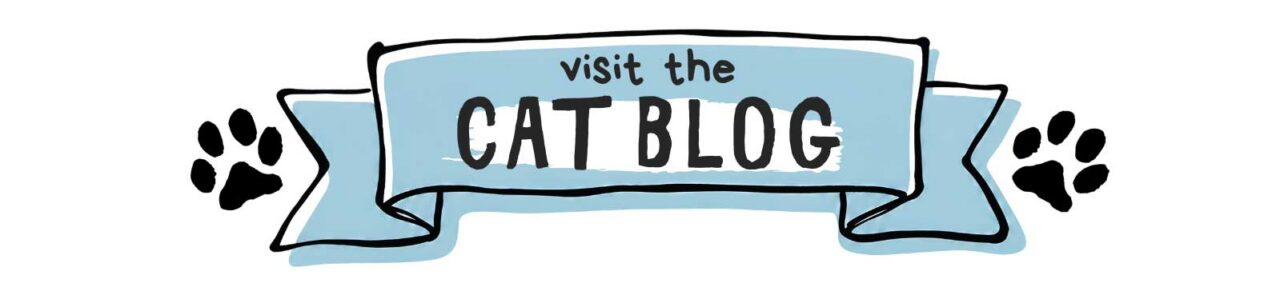 cat blog