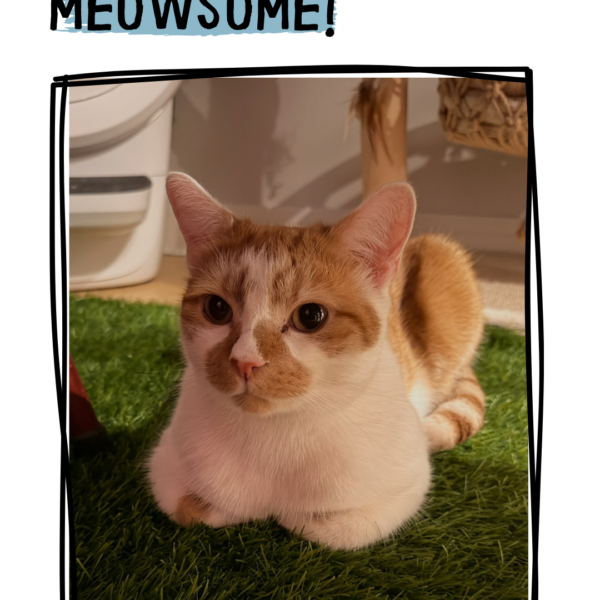Meet Ernie