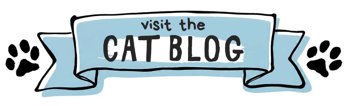 cat blog